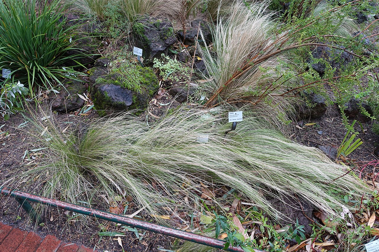 Clinopodium bolivianum: Botanical specimen in the Flora und Botanischer Garten Köln - Cologne, Germany.