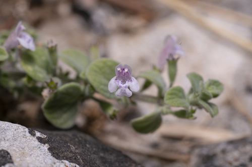 Clinopodium brevifolium (Clinopodium brevifolium)