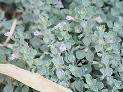 Clinopodium brevifolium (Clinopodium brevifolium)