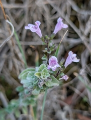Clinopodium brevifolium (Clinopodium brevifolium)
