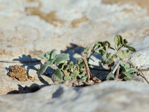 Clinopodium brevifolium (Clinopodium brevifolium)