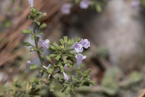 Clinopodium brevifolium (Clinopodium brevifolium)