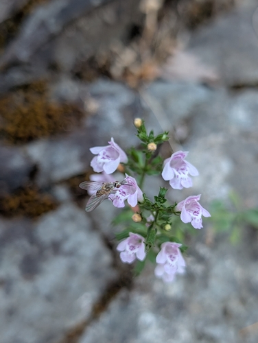 Clinopodium brevifolium (Clinopodium brevifolium)