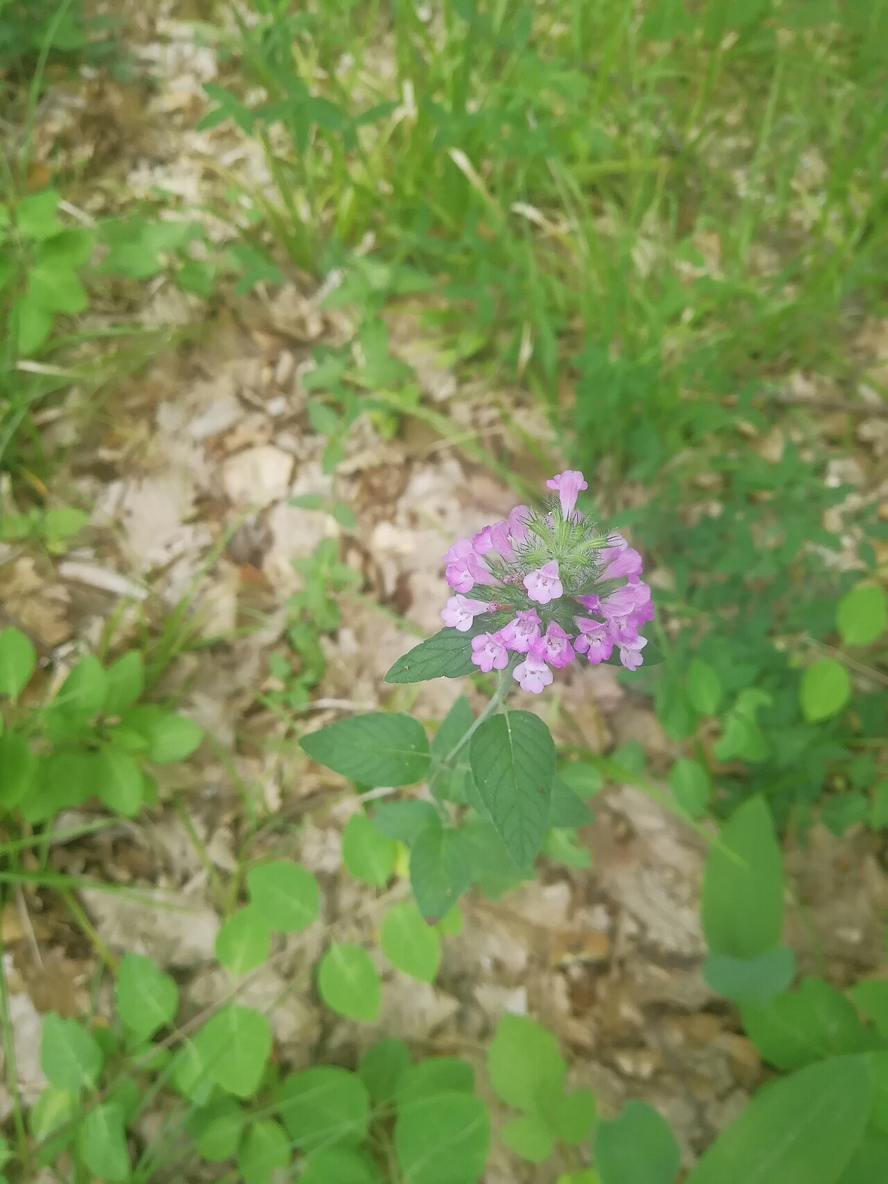 Clinopodium caucasicum: Clinopodium caucasicum