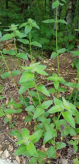 Clinopodium caucasicum: Clinopodium caucasicum