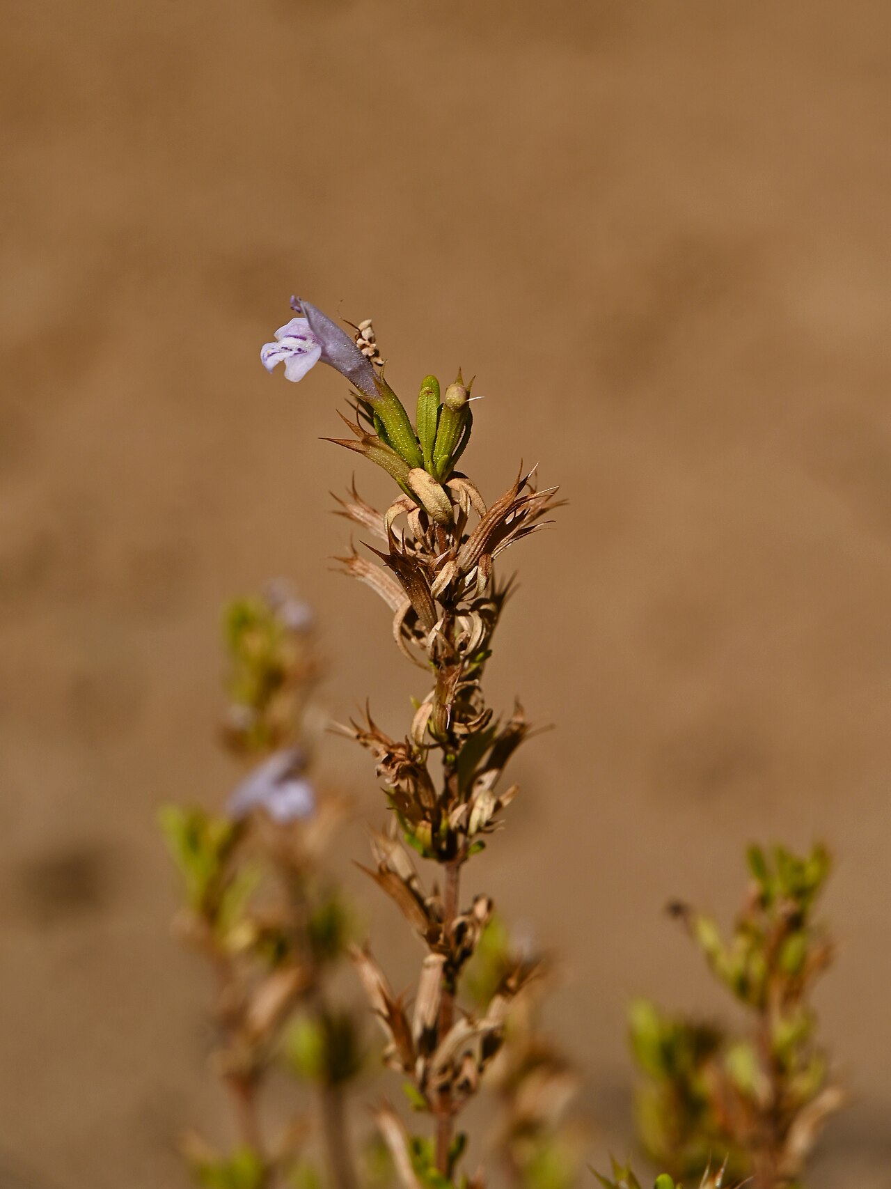Clinopodium chilense: Clinopodium chilense in La Capilla in Región Metropolitana de Santiago, Chile