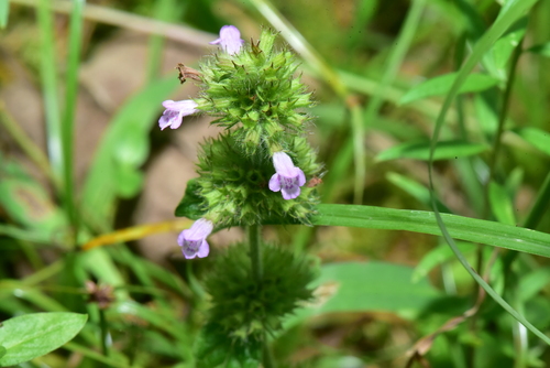 Clinopodium chinense (Clinopodium chinense)