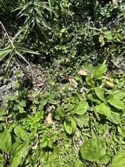 Clinopodium chinense (Clinopodium chinense)