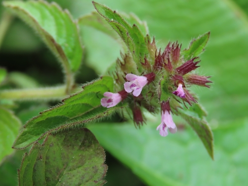 Clinopodium chinense (Clinopodium chinense)