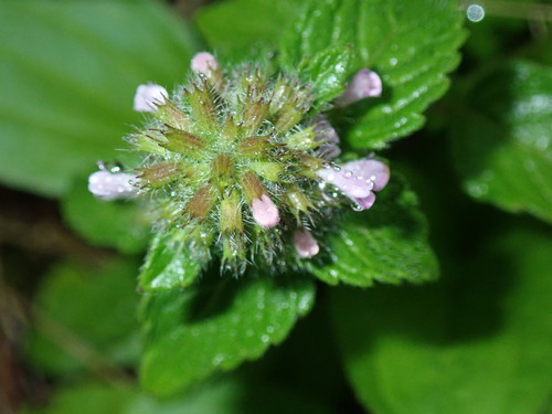 Clinopodium chinense (Clinopodium chinense)