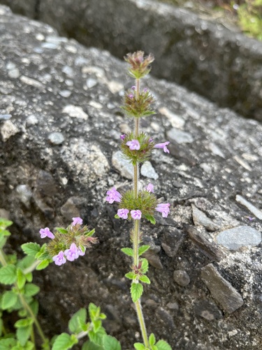 Clinopodium chinense (Clinopodium chinense)