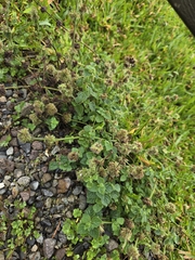 Clinopodium chinense (Clinopodium chinense)