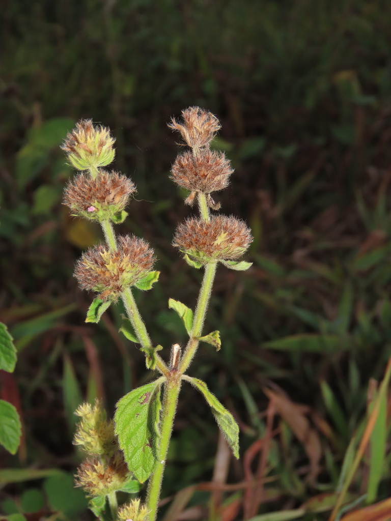 Clinopodium chinense (Clinopodium chinense)