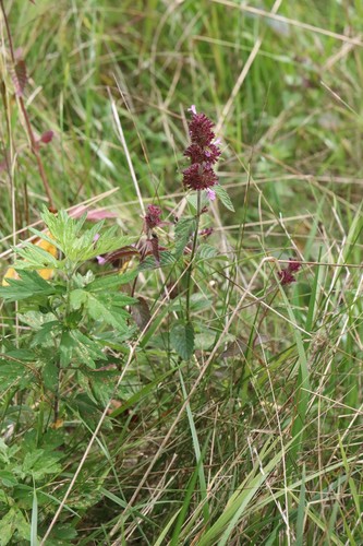 Clinopodium chinense (Clinopodium chinense)