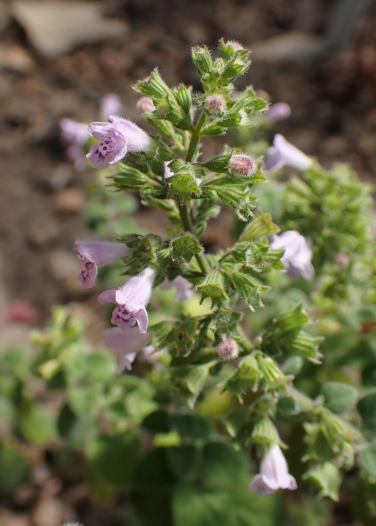 Clinopodium creticum: Clinopodium creticum in the Botanischer Garten, Berlin-Dahlem