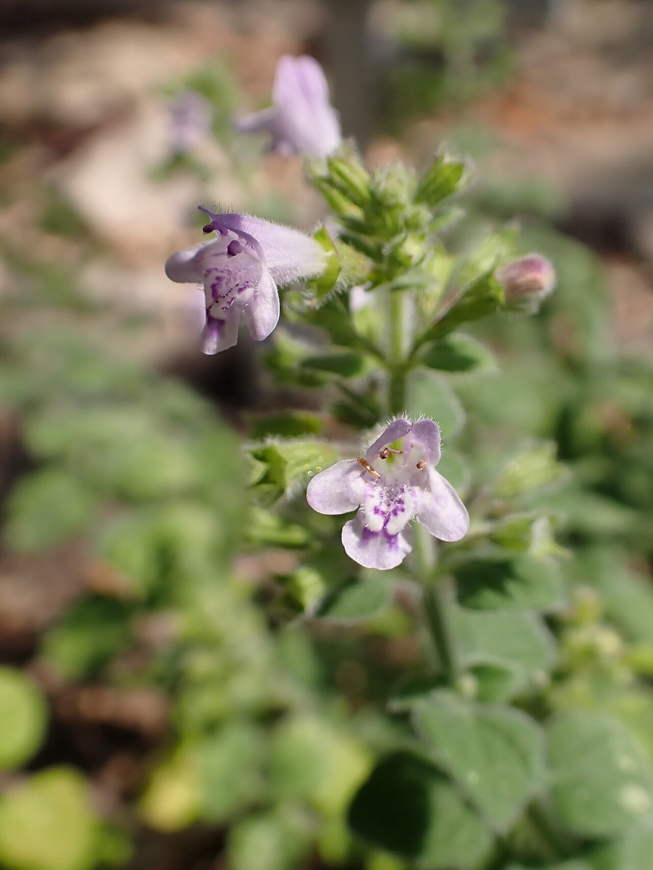Clinopodium creticum: Clinopodium creticum in the Botanischer Garten, Berlin-Dahlem