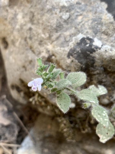 Clinopodium creticum (Clinopodium creticum)