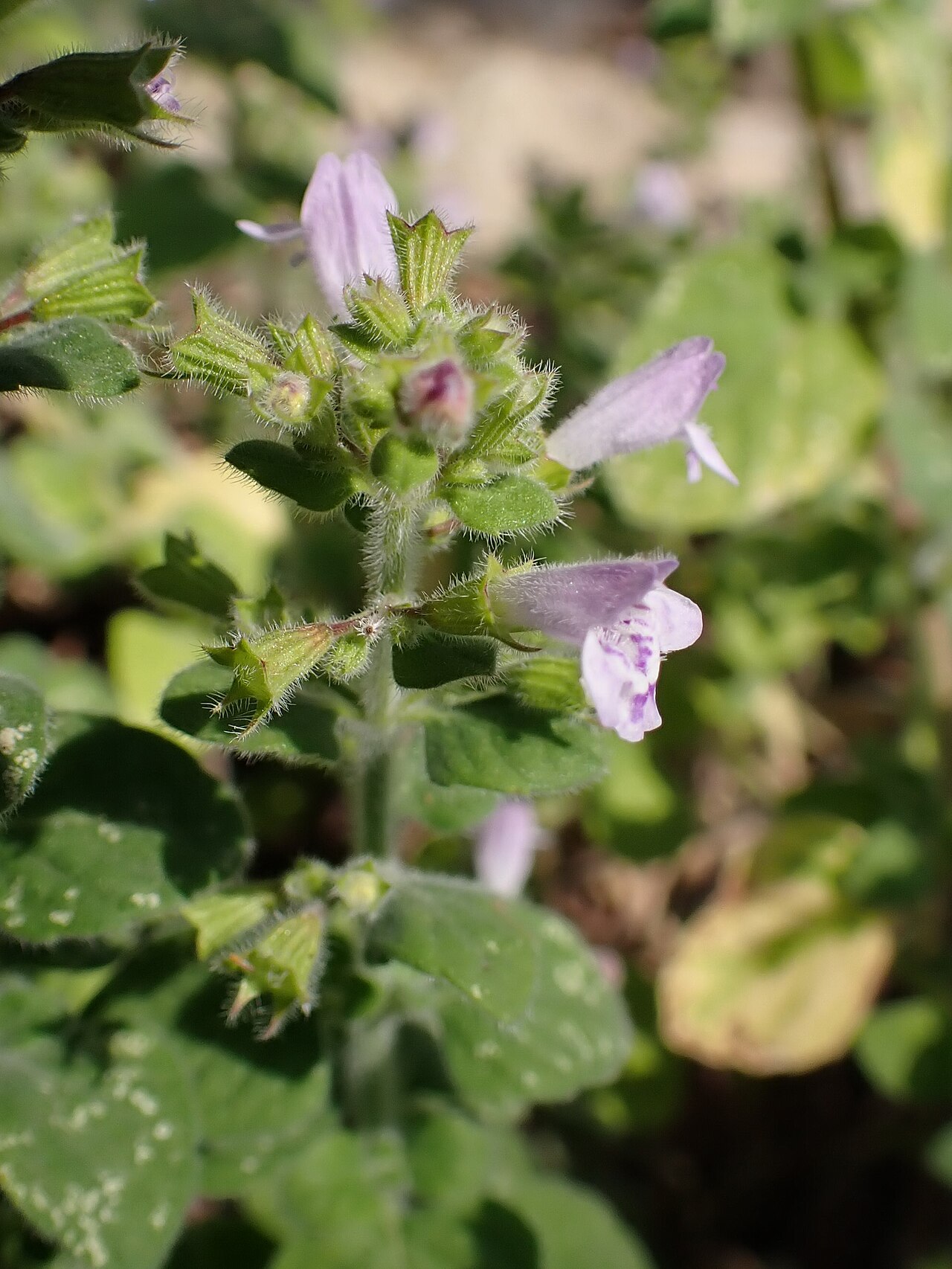 Clinopodium creticum: Clinopodium creticum in the Botanischer Garten, Berlin-Dahlem