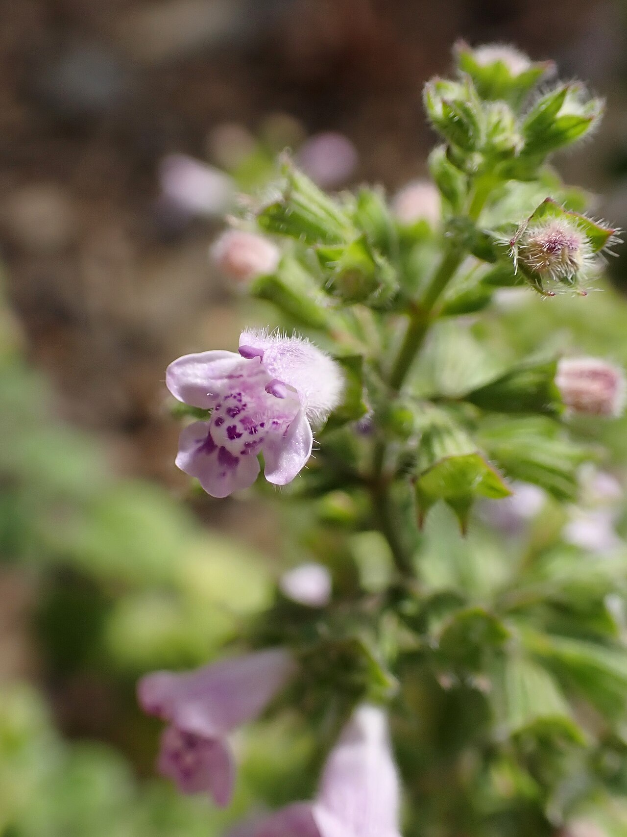 Clinopodium creticum: Clinopodium creticum in the Botanischer Garten, Berlin-Dahlem