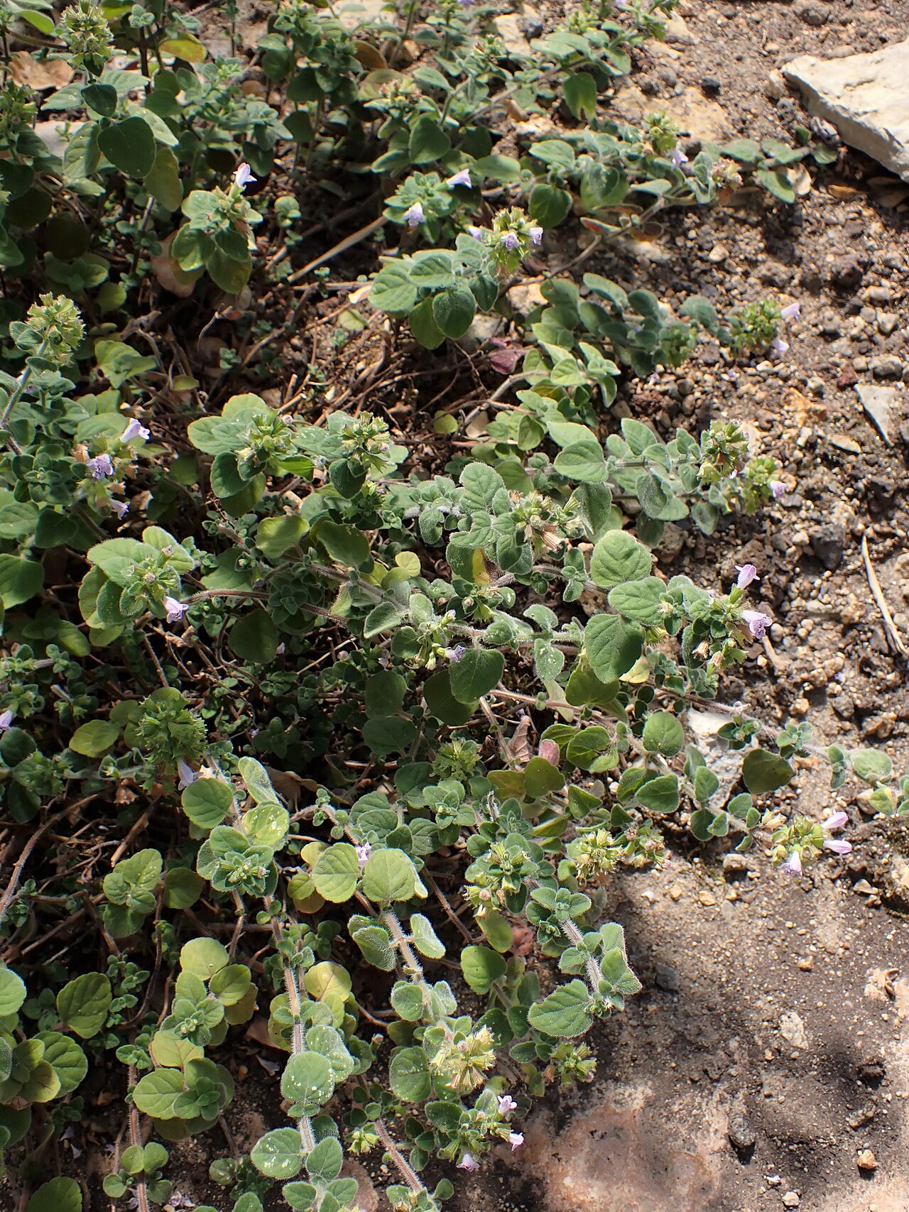 Clinopodium creticum: Clinopodium creticum in the Botanischer Garten, Berlin-Dahlem