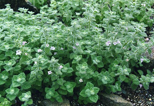 Clinopodium creticum: Calamintha cretica