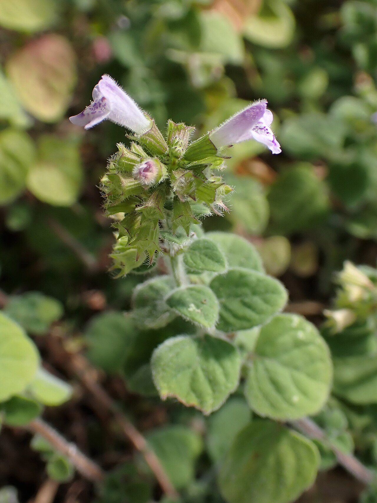 Clinopodium creticum: Clinopodium creticum in the Botanischer Garten, Berlin-Dahlem