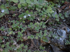 Clinopodium creticum (Clinopodium creticum)