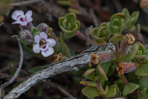 Clinopodium darwinii (Clinopodium darwinii)