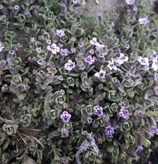Clinopodium darwinii (Clinopodium darwinii)
