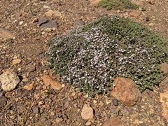 Clinopodium darwinii (Clinopodium darwinii)