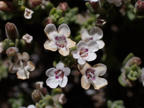 Clinopodium darwinii (Clinopodium darwinii)