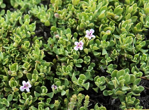 Clinopodium darwinii (Clinopodium darwinii)