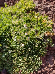 Clinopodium darwinii (Clinopodium darwinii)