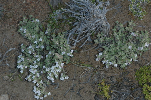 Clinopodium darwinii (Clinopodium darwinii)