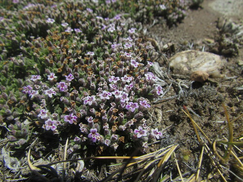 Clinopodium darwinii (Clinopodium darwinii)