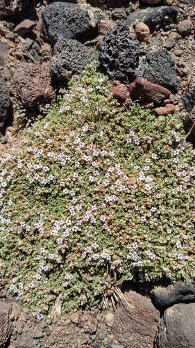 Clinopodium darwinii (Clinopodium darwinii)