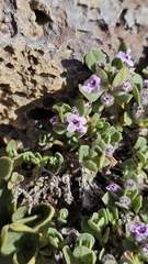 Clinopodium darwinii (Clinopodium darwinii)