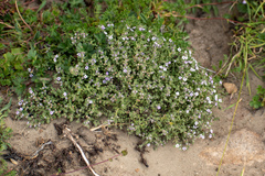 Clinopodium darwinii (Clinopodium darwinii)