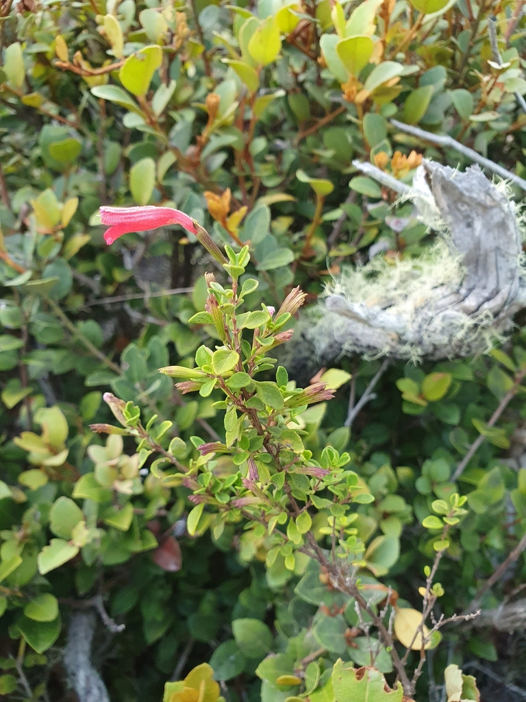 Clinopodium domingense (Clinopodium domingense)