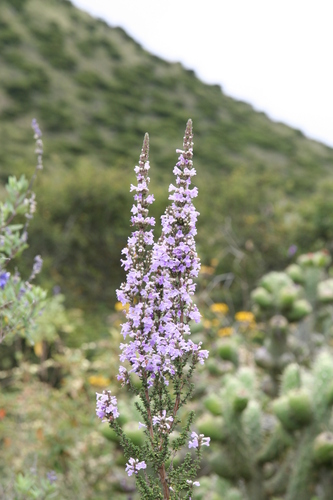 Clinopodium fasciculatum (Clinopodium fasciculatum)