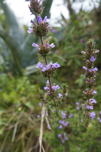 Clinopodium fasciculatum (Clinopodium fasciculatum)
