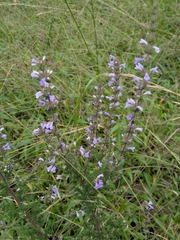 Clinopodium fasciculatum (Clinopodium fasciculatum)