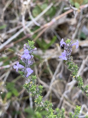 Clinopodium fasciculatum (Clinopodium fasciculatum)