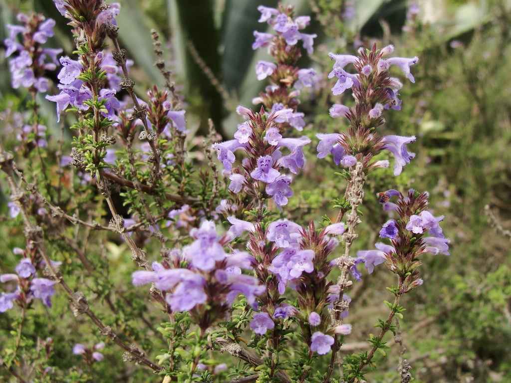 Clinopodium fasciculatum (Clinopodium fasciculatum)