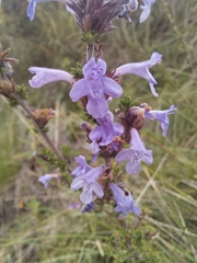 Clinopodium fasciculatum (Clinopodium fasciculatum)