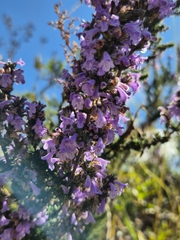 Clinopodium fasciculatum (Clinopodium fasciculatum)