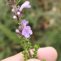 Clinopodium fasciculatum (Clinopodium fasciculatum)
