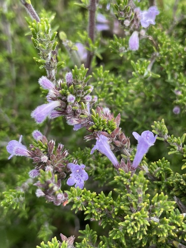 Clinopodium fasciculatum (Clinopodium fasciculatum)