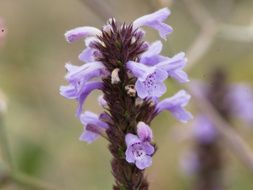 Clinopodium fasciculatum (Clinopodium fasciculatum)