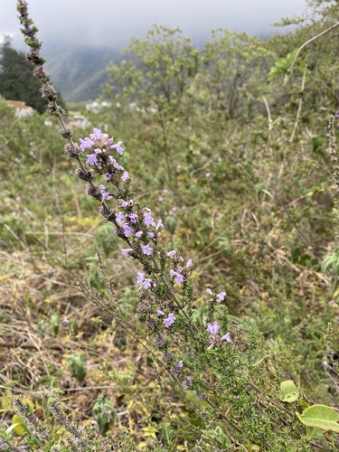 Clinopodium fasciculatum (Clinopodium fasciculatum)